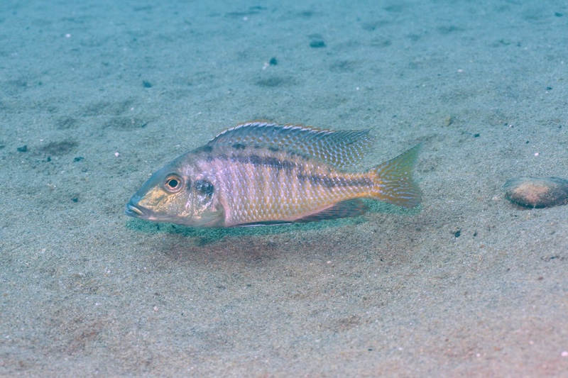 Lethrinops leptodon 'Malopa'